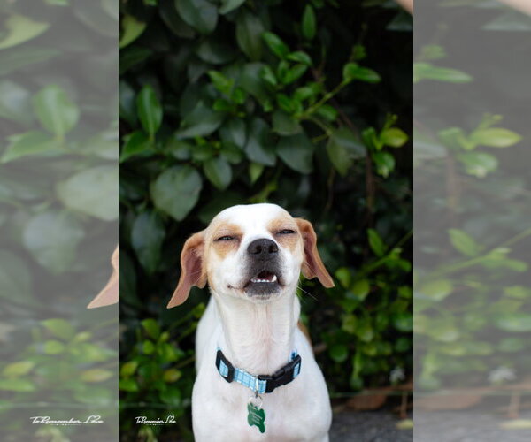 Medium Photo #3 Jack Chi Puppy For Sale in Marina Del Rey, CA, USA