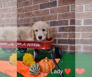 Goldendoodle Puppy for sale in MILLEN, GA, USA