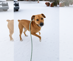 Small #4 Boxer Mix