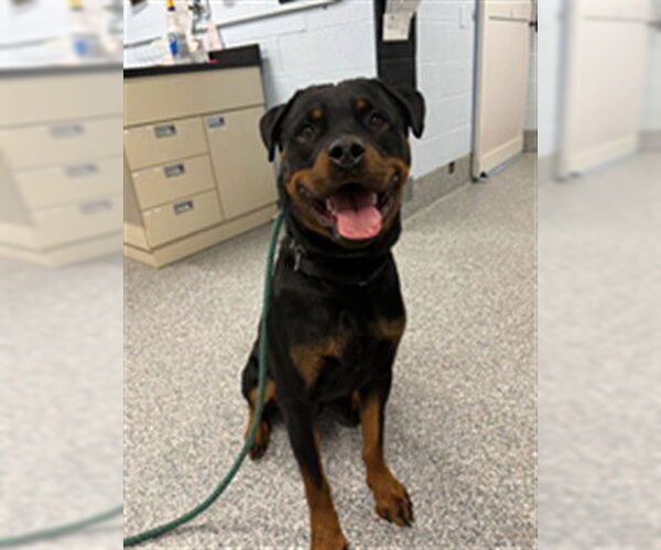 Medium Photo #1 Rottweiler Puppy For Sale in Westminster, MD, USA