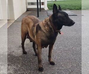 Mother of the Belgian Malinois puppies born on 02/18/2026