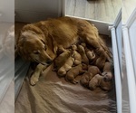 Small Photo #15 Golden Retriever Puppy For Sale in DENAIR, CA, USA