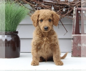 Goldendoodle (Miniature) Puppy for sale in SUGARCREEK, OH, USA
