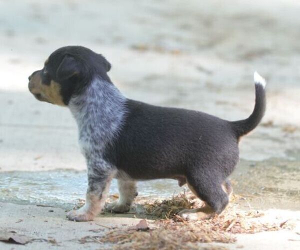 Medium Photo #3 Australian Shepherd-Jack Russell Terrier Mix Puppy For Sale in ORRVILLE, OH, USA