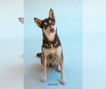Small #2 Siberian Husky Mix