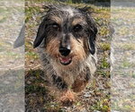 Small #4 Dachshund