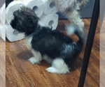 Small Photo #6 Shih Tzu Puppy For Sale in THE WOODLANDS, TX, USA