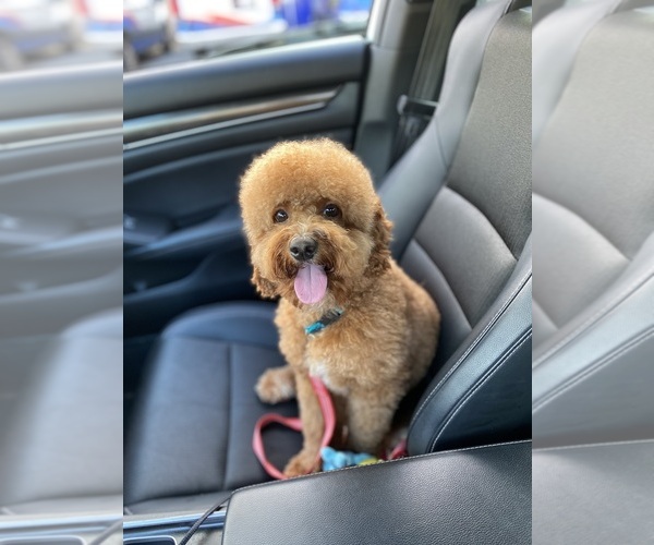 Medium Photo #1 Poodle (Miniature) Puppy For Sale in WALDORF, MD, USA