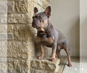 Father of the French Bulldog puppies born on 01/22/2026