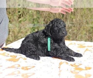 Goldendoodle Puppy for sale in UNION CITY, TN, USA
