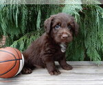 Small #5 Labradoodle