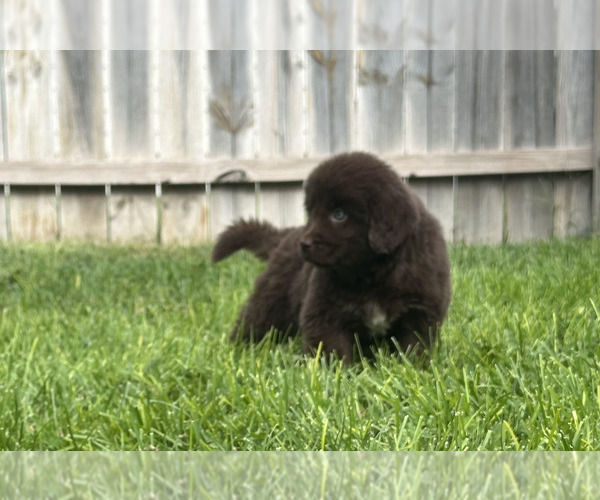Medium Photo #34 Newfoundland Puppy For Sale in CAMBRIDGE, NE, USA