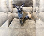 Small Chihuahua Mix