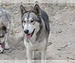 Father of the Wolf Hybrid puppies born on 05/09/2021