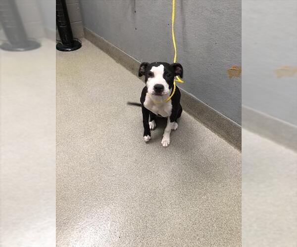 Medium Photo #1 American Pit Bull Terrier-Unknown Mix Puppy For Sale in Las Vegas, NV, USA