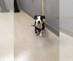 Small American Pit Bull Terrier Mix
