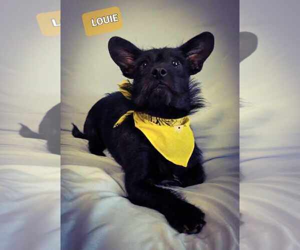 Medium Photo #2 Chihuahua-Unknown Mix Puppy For Sale in Crystal, MN, USA