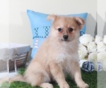 Small #3 Pomeranian