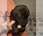 Small Photo #7 Cane Corso Puppy For Sale in NUNICA, MI, USA