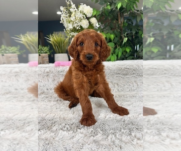 Medium Photo #1 Goldendoodle Puppy For Sale in GREENFIELD, IN, USA