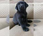Small Photo #6 Labrador Retriever Puppy For Sale in DENVER, CO, USA