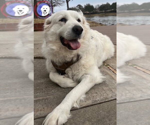 Medium Photo #1 Great Pyrenees Puppy For Sale in Spring, TX, USA