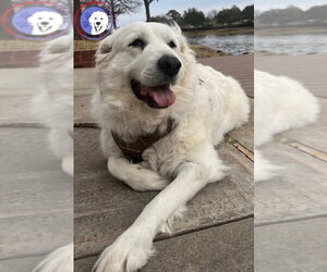Great Pyrenees Dogs for adoption in Spring, TX, USA