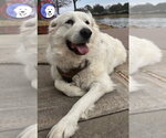 Small Great Pyrenees