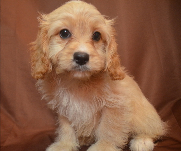 Medium Photo #4 Cavapoo Puppy For Sale in PATERSON, NJ, USA