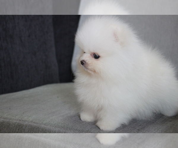 Medium Photo #6 Pomeranian Puppy For Sale in LOS ANGELES, CA, USA