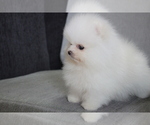 Small Photo #6 Pomeranian Puppy For Sale in LOS ANGELES, CA, USA