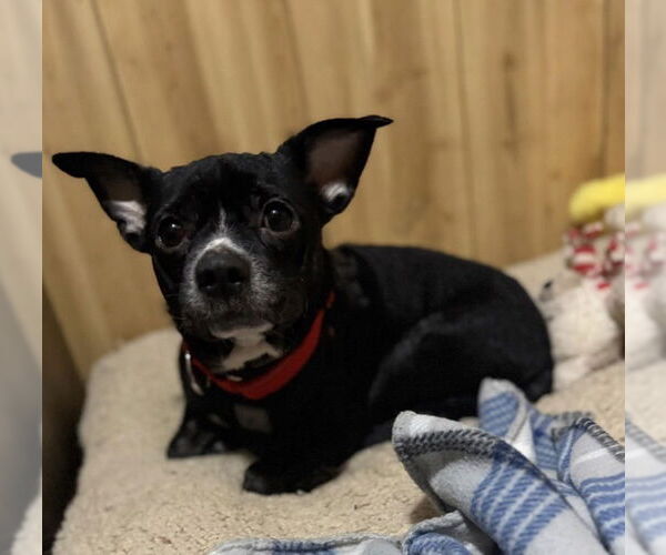 Medium Photo #3 Boston Terrier-Unknown Mix Puppy For Sale in Sistersville, WV, USA