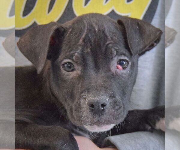 Medium Photo #6 American Staffordshire Terrier-Boxer Mix Puppy For Sale in Huntley, IL, USA