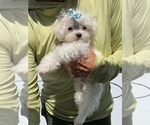 Small #2 Maltese