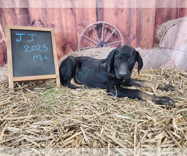 Medium Photo #10 Catahoula Leopard Dog Puppy For Sale in CUMBY, TX, USA