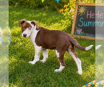 Small #3 Labrador Retriever