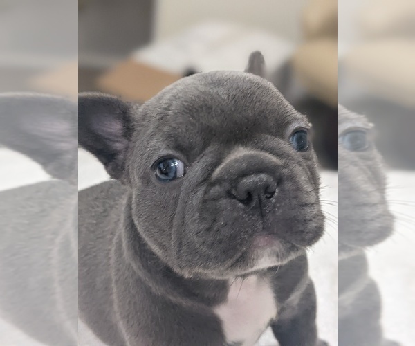 Medium Photo #4 French Bulldog Puppy For Sale in FORT MYERS, FL, USA
