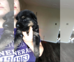 Small Photo #6 German Shepherd Dog Puppy For Sale in LIBERTY, NY, USA