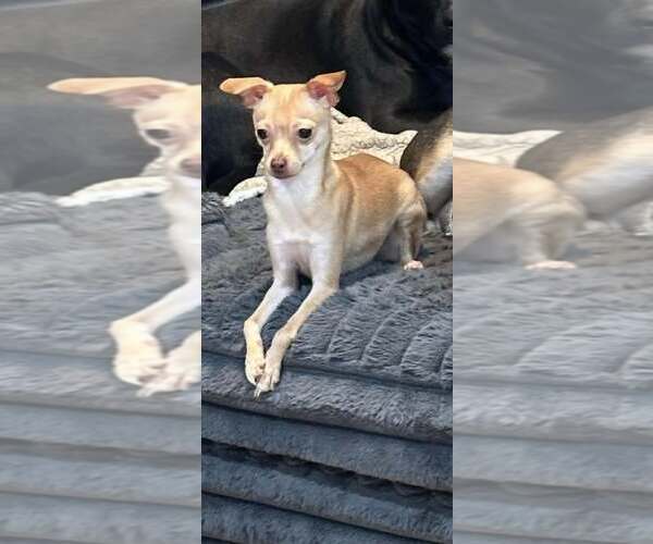Medium Photo #1 Chihuahua Puppy For Sale in Jackson Township, NJ, USA