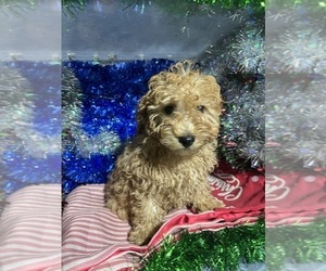 Cockalier-Poodle (Miniature) Mix Puppy for sale in DURHAM, CT, USA