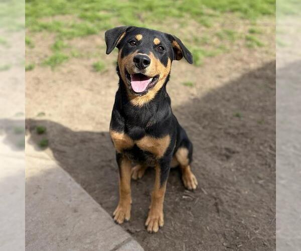 Medium Photo #1 Labrador Retriever-Staffordshire Bull Terrier Mix Puppy For Sale in Modesto, CA, USA
