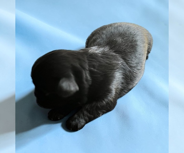 Medium Photo #1 Shih Tzu Puppy For Sale in VANCOUVER, WA, USA