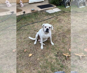 Boxer Dogs for adoption in Austin, TX, USA