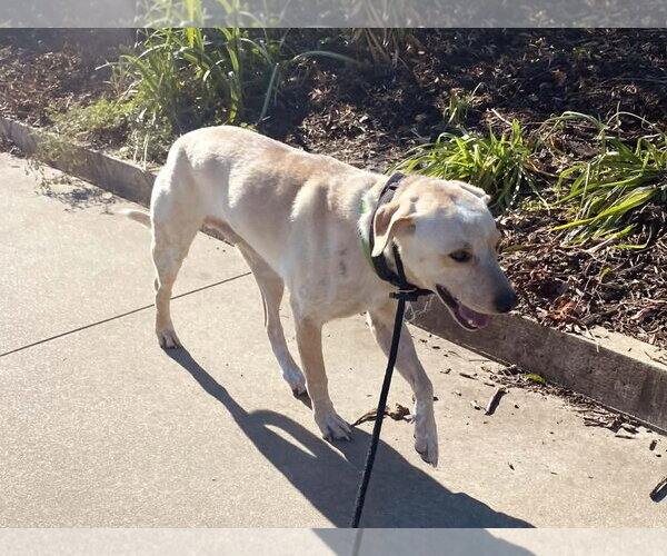 Medium Photo #5 Labrador Retriever-Unknown Mix Puppy For Sale in The Woodlands, TX, USA