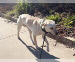 Small #4 Labrador Retriever Mix