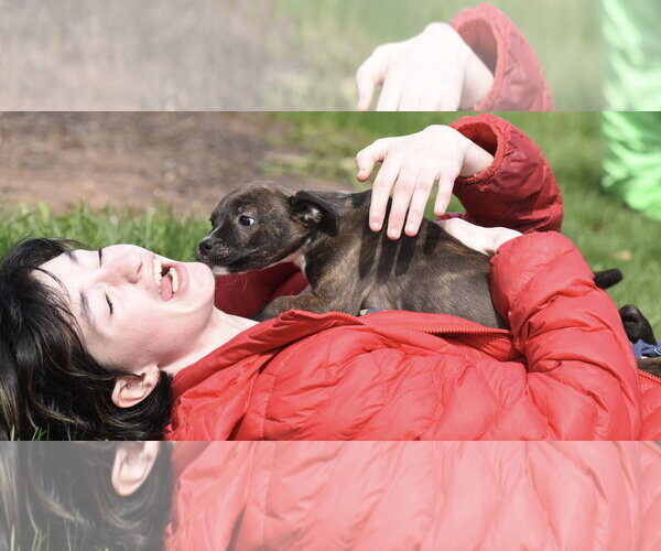 Medium Photo #4 Australian Shepherd-Chihuahua Mix Puppy For Sale in Mechanicsburg, PA, USA