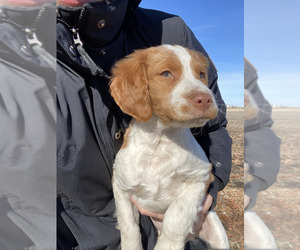Brittany Puppy for sale in FISHER, IL, USA