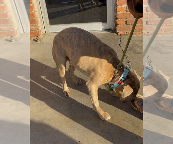 Medium Photo #2 Mutt Puppy For Sale in Woodland Hills, CA, USA