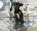 Small Photo #7 Jack Russell Terrier-Unknown Mix Puppy For Sale in Meridian, MS, USA