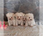 Small #1 Maltese